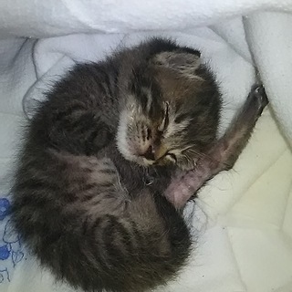 里親になってください！