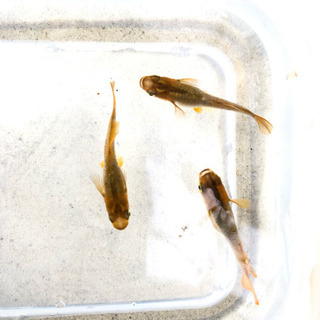 琥珀めだか稚魚or卵