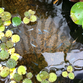 琥珀めだか稚魚or卵の画像
