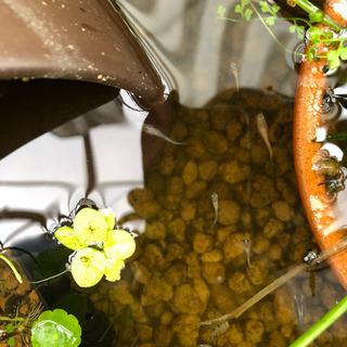 三色めだかの稚魚or卵の画像