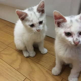 白い子猫を保護しました