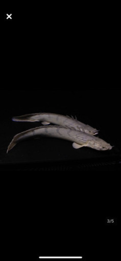 ワイルド コンギクス2匹セット 35㎝前後