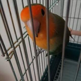 コザクラインコの里親急募→無事に里親様が決まりました