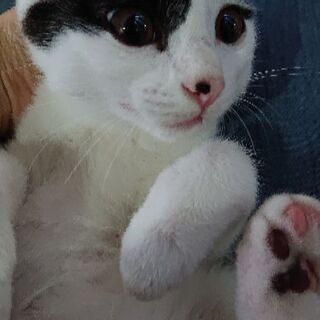 子猫の家族探してます