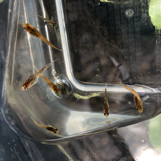 三色めだかの稚魚or卵の画像