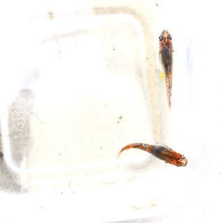 三色めだかの稚魚or卵
