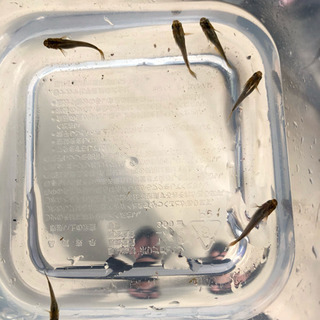 琥珀めだか稚魚or卵の画像