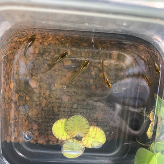 琥珀めだか稚魚or卵の画像