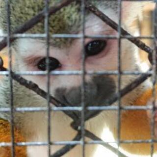 リスザル飼ってる方