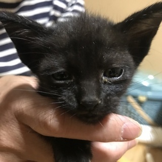 里親決定！元気いっぱいな子猫5匹を保護しました。
