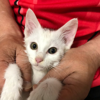 仔猫  オス