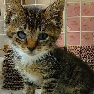 ウイルス陰性☆レボリューション済み☆推定2ヶ月☆手袋靴下猫☆女のコ 