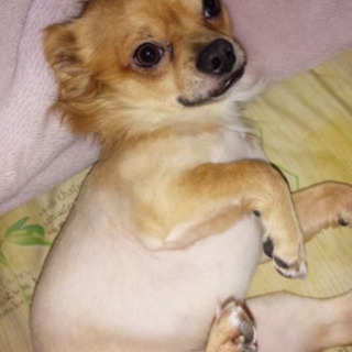 チワワ♂里親さん決まりました。