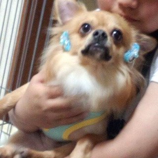チワワ♂里親さん決まりました。 - 大分市