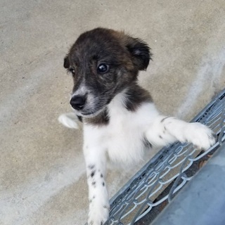 里親決定！有難うございました！飼い主持込で保健所収容！人懐こい子...