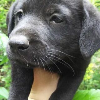 子犬の里親さん急募！