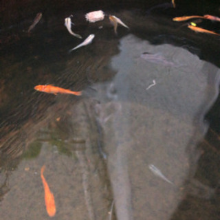 メダカの卵  夏休みの自由研究にの画像