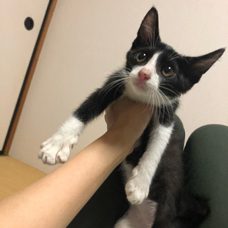 保護猫せせり！