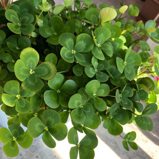 ビオトープ用水草セット