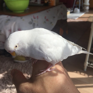 セキセイインコ友達募集(^^) - 宇部市
