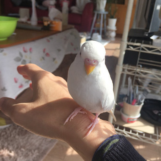 セキセイインコ友達募集(^^) - 友達