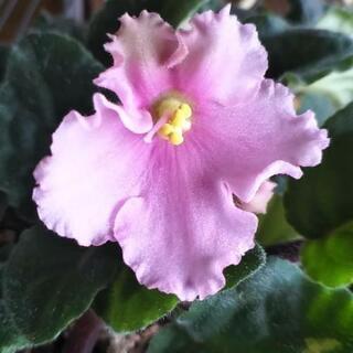 セントポーリア鉢植え(ピンク、素焼き3号鉢)