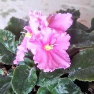 セントポーリア鉢植え(ピンク、素焼き3号鉢)の画像