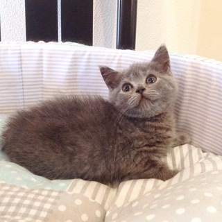 💕💕ノルウェージャンとブリティッシュの子猫ちゃん💕