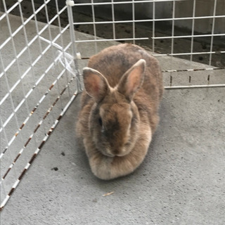 うさぎ、家庭の事情で