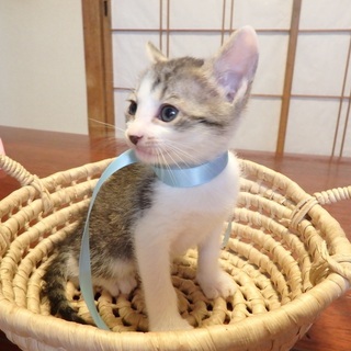 生後２か月の子猫（オス５匹、メス３匹）の里親募集＞新規の募集を一...