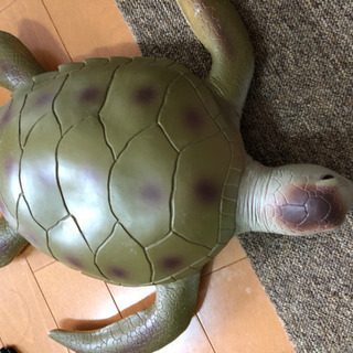 亀 大きめのホビー