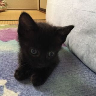 生後1ヶ月半の黒猫