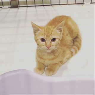 2ヶ月 茶トラ 男の子✴︎野良猫保護しています。