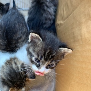 5月生まれの子猫の里親になってくださる方