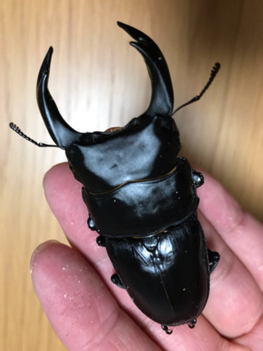 能勢YG血統 国産オオクワガタ 新成虫