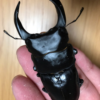 能勢YG血統 国産オオクワガタ 新成虫