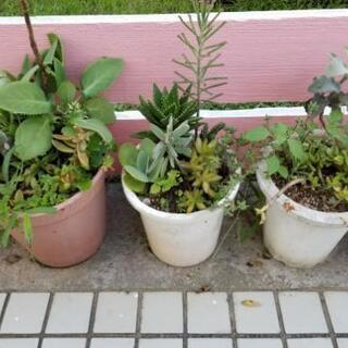 多肉植物0円~1000円の画像