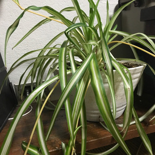 まだまだ募集！オリヅルラン 観葉植物 差し上げます(^-^)の画像