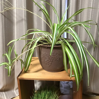 まだまだ募集！オリヅルラン 観葉植物 差し上げます(^-^)