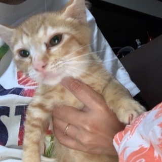 三ヶ月の子猫