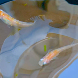 メダカ 紅白ラメ 稚魚 1匹の画像