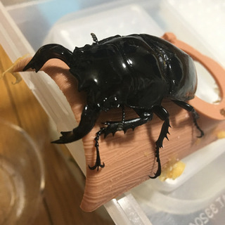 タランドゥス ペア