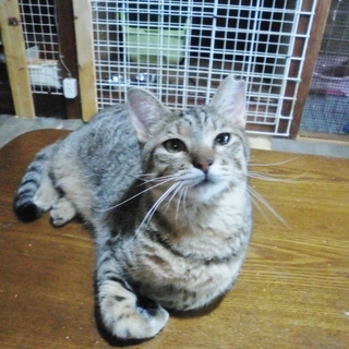 里親さま決定！　超ド級のおデブ★性格も超ド級◎　あーちゃん♀ 　１歳前後 - 熊谷市