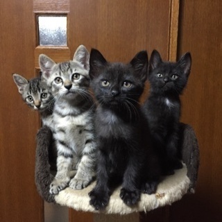 茶トラや黒系の子猫9匹の里親さん募集‼️