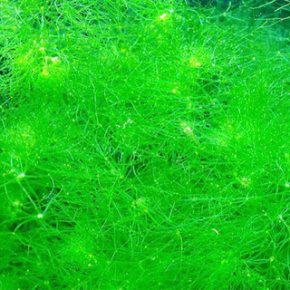 ✨大特価✨転売OK値段交渉多少OK  1000円オフ❗️🍀水草ニテラ 飼育初心者の方、是非見てください！の画像