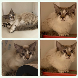 白血病キャリアでも元気 青い目ふさふさのかわいー洋猫