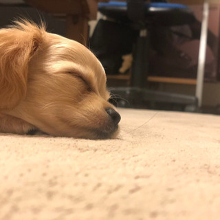 生後4カ月 チワックス - 犬