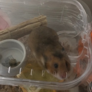 ゴールデンハムスター里親募集 − 大阪府