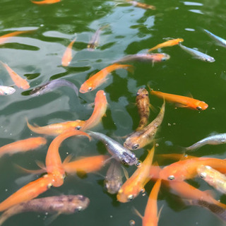 楊貴妃メダカなど差し上げます♪