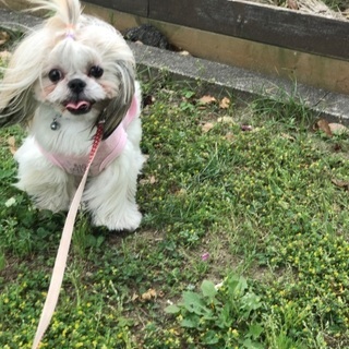 犬友募集中！